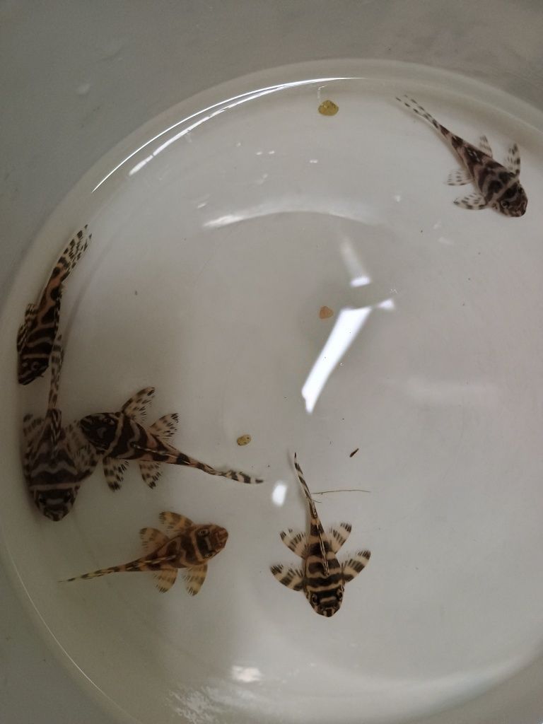ZBROJNIK Hypancistrus sp. (L236) premium