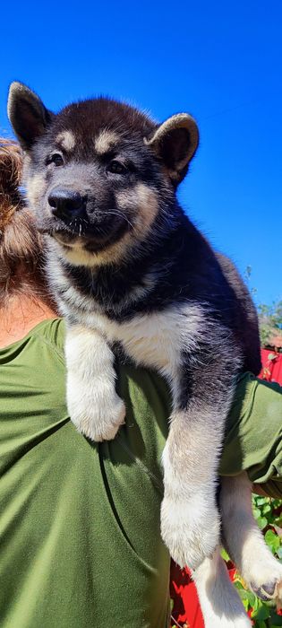 Американська акіта