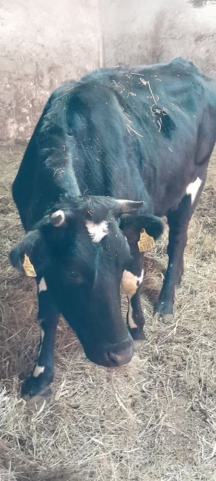 2 jałówki mleczne do zacielenia