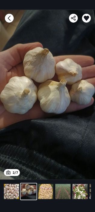 Czosnek Jarus wiosenny od Rolnika