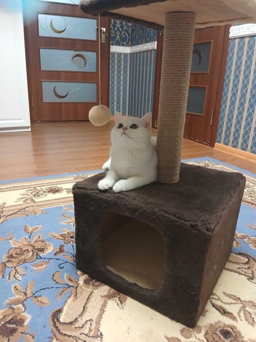 Кішечка Срібна шиншила