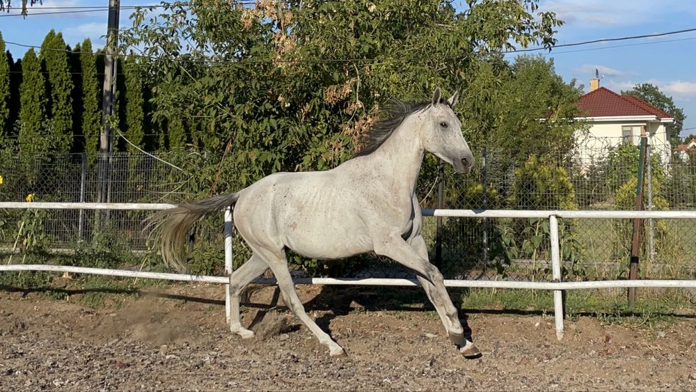 3,5 letni ogierek czystej krwi arabskiej