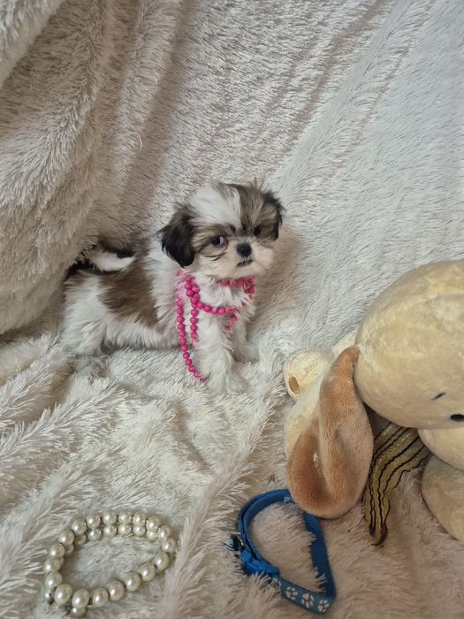 Shih-tzu Fêmea Mini  Criadora Registada PT 3088 FL