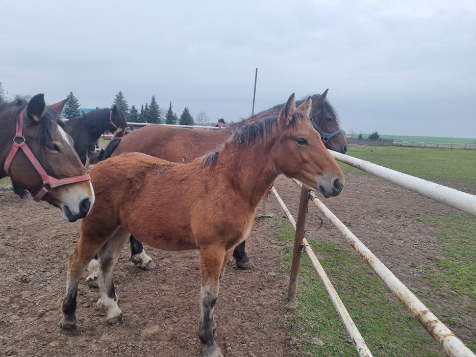 Źrebaki, koń zimnokrwisty,