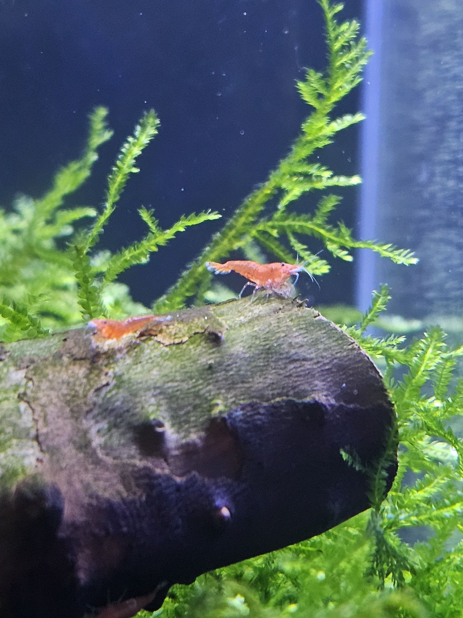 Neocaridinas red