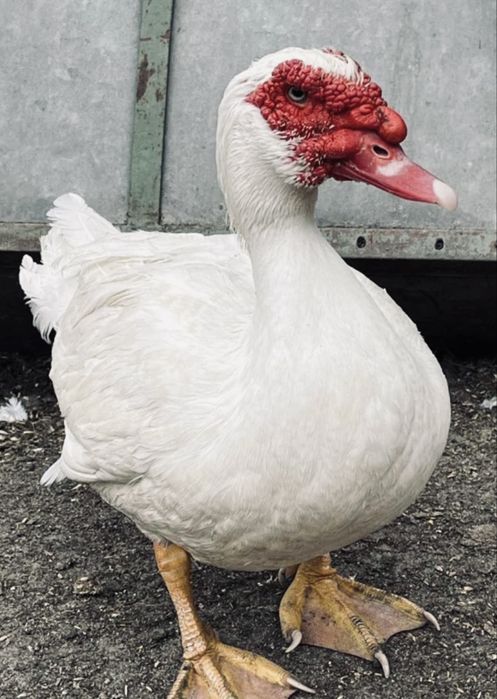 Kaczory i kaczki białe francuskie