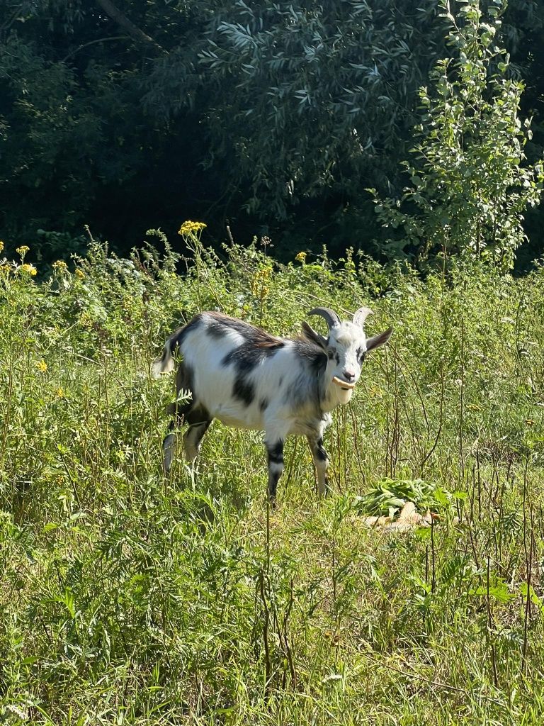 Mleko Kozie naturalne