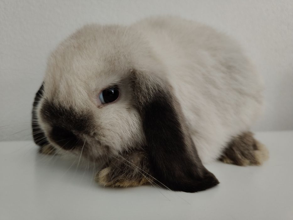 Mini Lop królik gotowe do odbioru