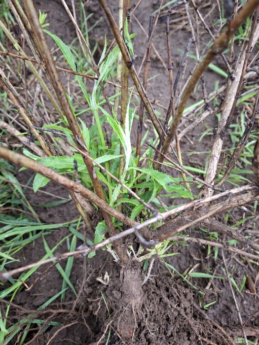 Budleja Dawida 2 sztuki