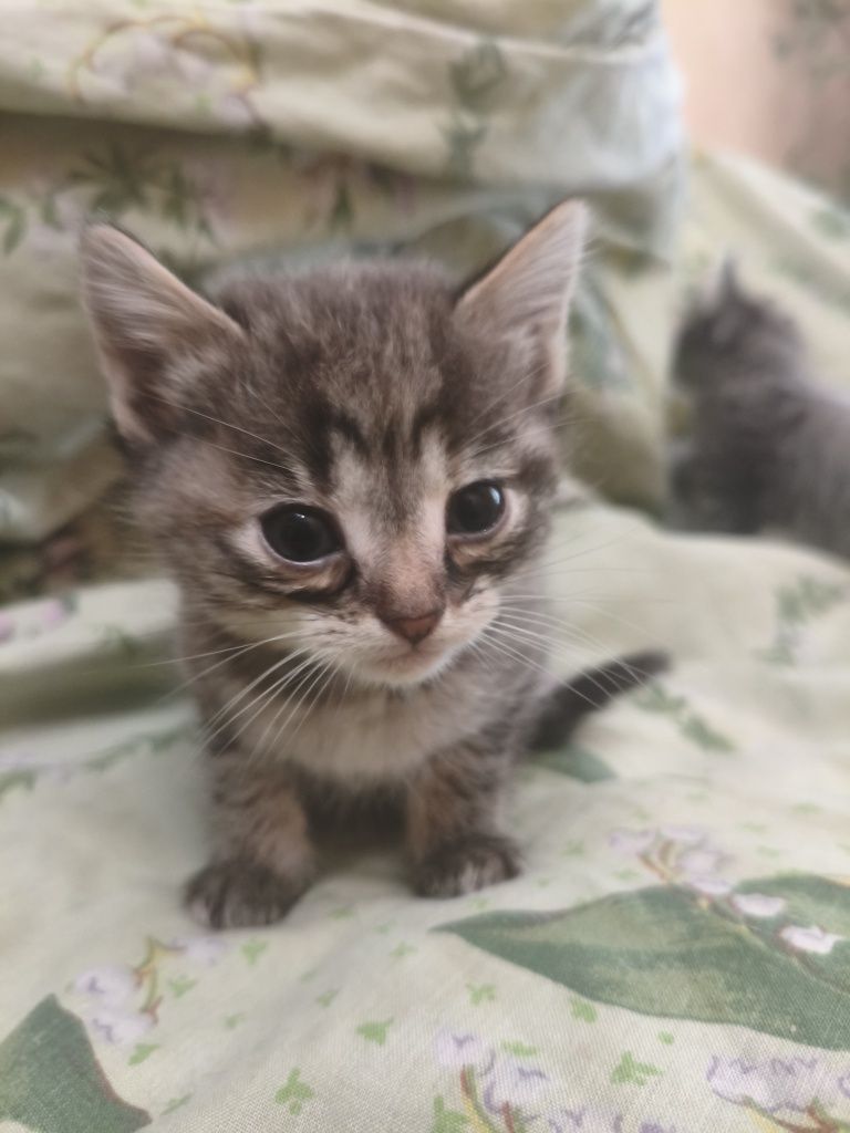 Отдам котят в добрые руки