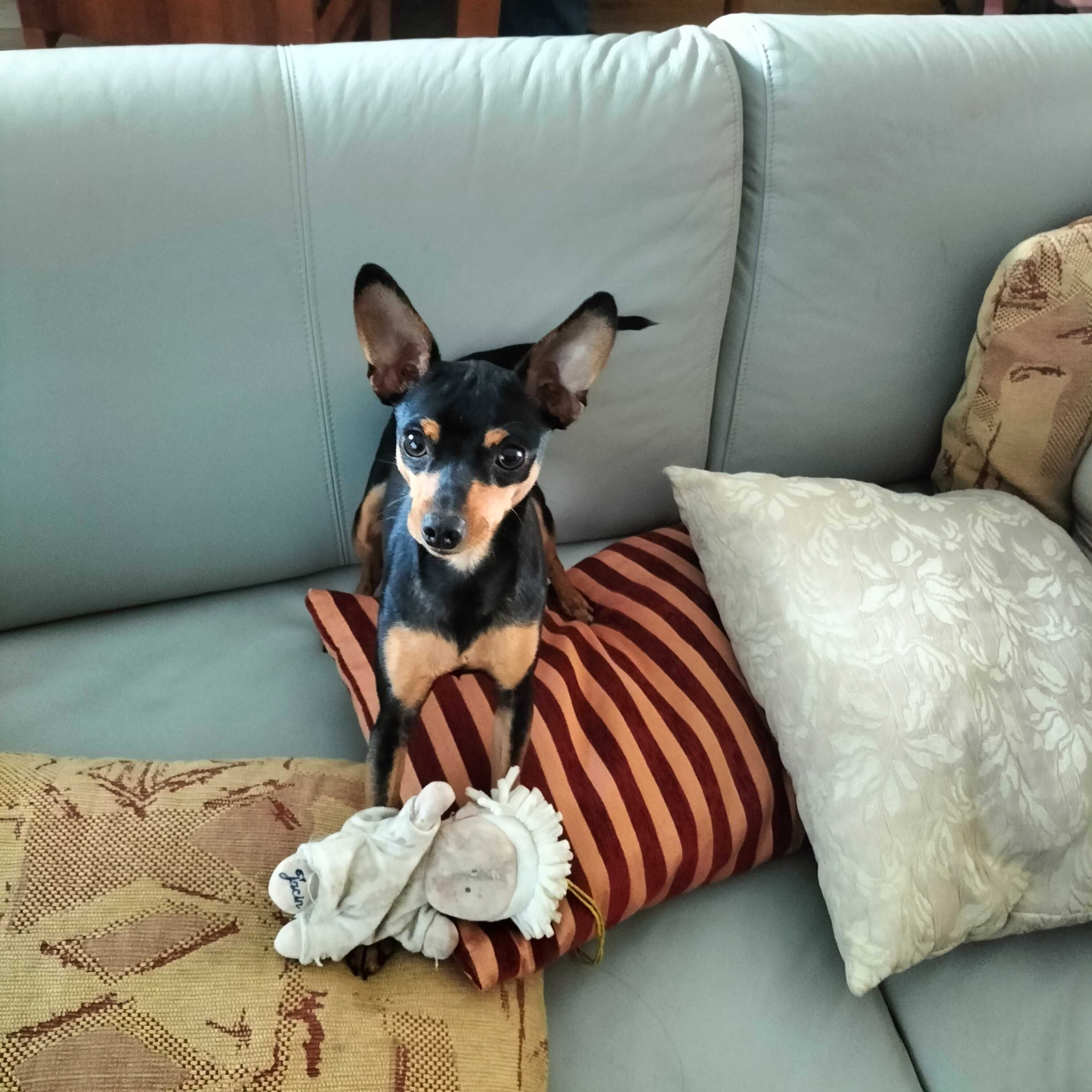 Pinscher fêmea linda