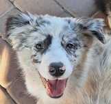 Piesek Boreder Collie Blue Merle ZKWP/FCI