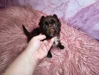Dark Chocolate Yorkshire Terrier Ciemno-Czekoladowa suczka-nie Biewer