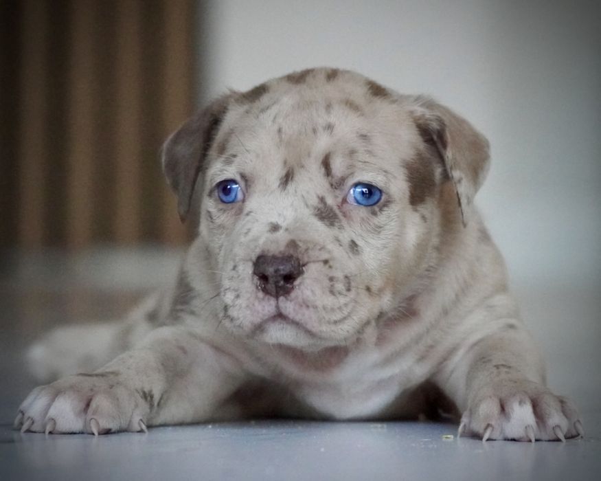 American Bully XL ABKC