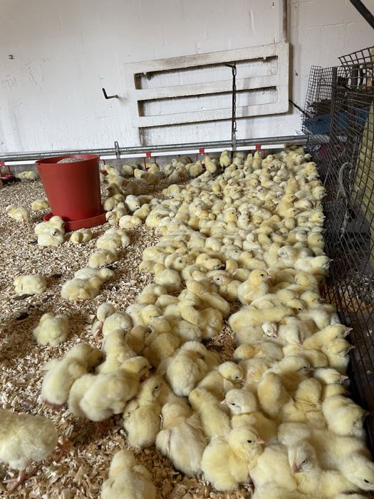 Кури бройлер живою вагою