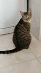 Dá-se gata com um ano