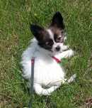 Papillon suczka Spaniel Kontynentalny Miniaturowy
