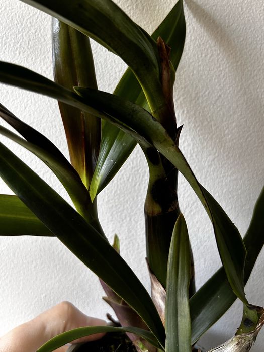 Epidendrum Floribundum