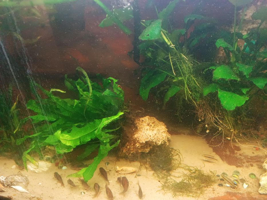 Kiris spizowy dorosłe tarlaki 8szt