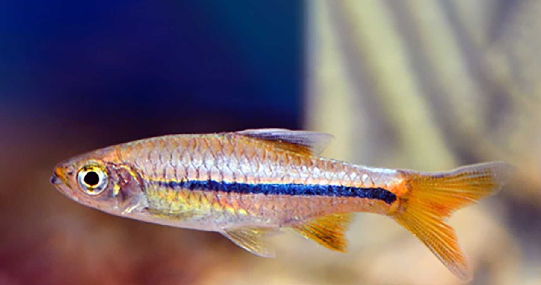 Razbora sarawakensis - Rasbora - dowozimy, wysyłka na całą Polske