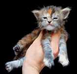 Maine coon, piękna kotka do hodowli