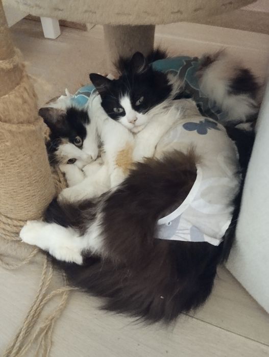 Віддам кицю біля 2 років