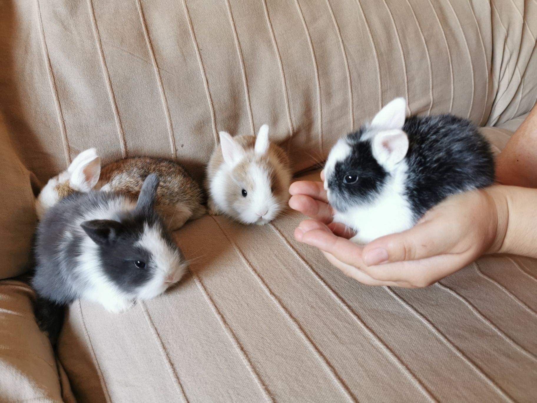 KIT Coelhos anões angorá e holandês mini muito fofos