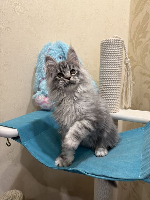 Шикарная девочка Мей кун