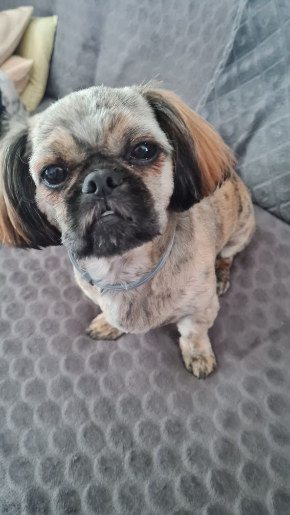 Śliczny shih tzu