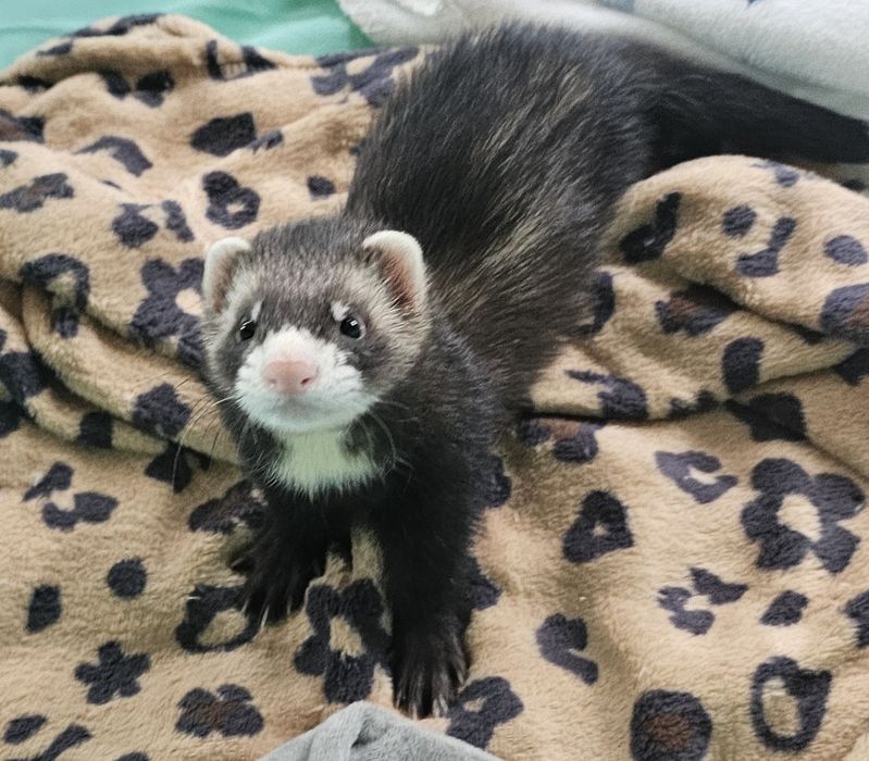 Fretka młody samiec