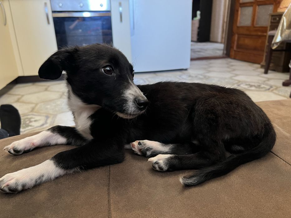 Віддам собаку в добрі руки.