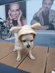 Pies rasy chihuahua