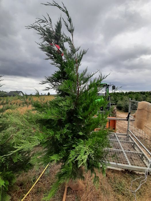 Cyprysowiec Leylanda, Cupressocyparis leylandii