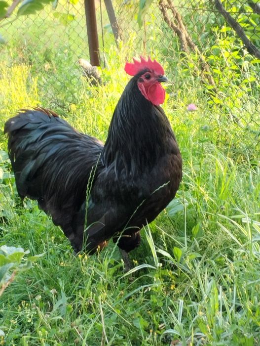 Kogut australorp australop kury