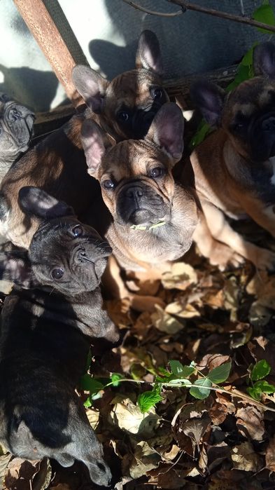 В'язка французький бульдог