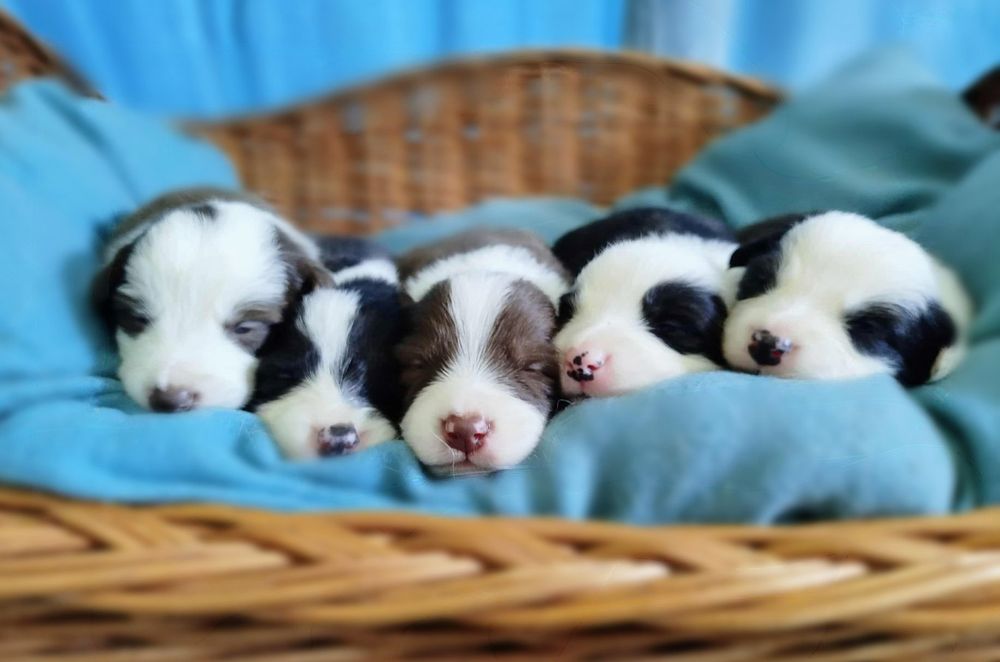 Border Collie czarno biały odbiór święta