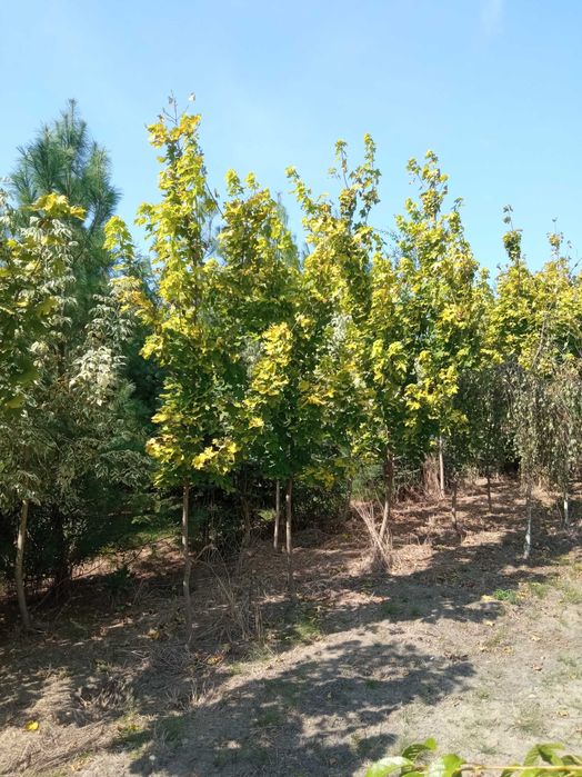 Lipa drobnolistna, klon jawor, jesion wyniosły,brzoza, grab pospolity