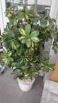 Sztuczna roślina, duża Szeflera (Schefflera) 120cm