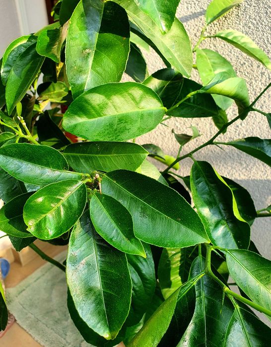 drzewko cytryny 15 lat