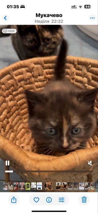 Кошенята&маленькі