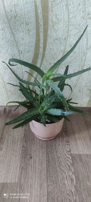 Алое Вера і алое в одному горщику
