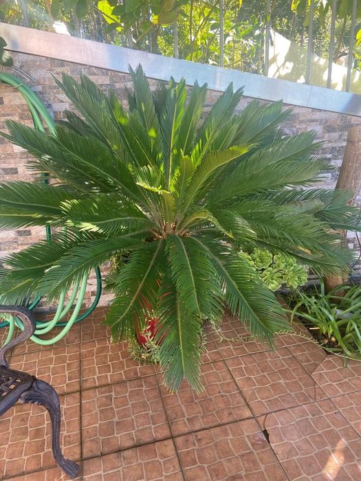 Palmeira Cica grande (opção c/ vaso)