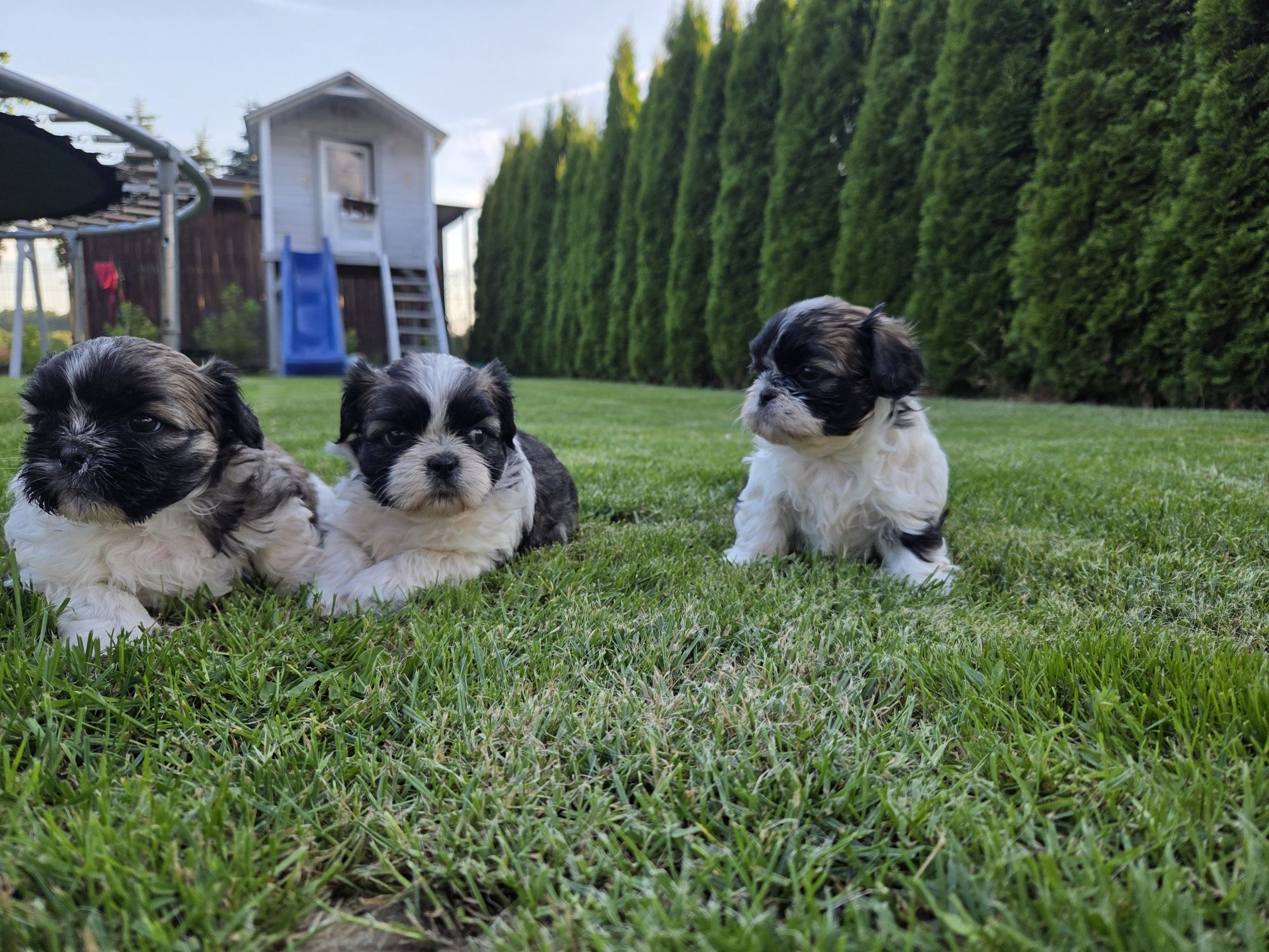 Piękne shih tzu zapraszam