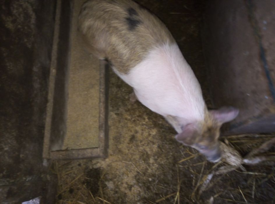 Поросята свині кнурі вага 10-14кг