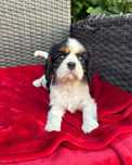 Cavalier King Charles Spaniel piesek
