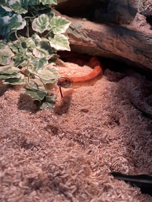 Wąż zbożowy z terrarium 120x40x40 pełne wyposażenie