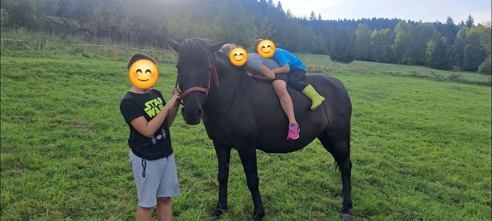 Konie huculskie klacze