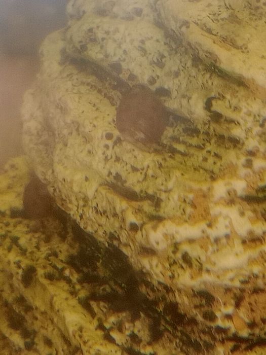 Ślimaki   akwariowe - zatoczki