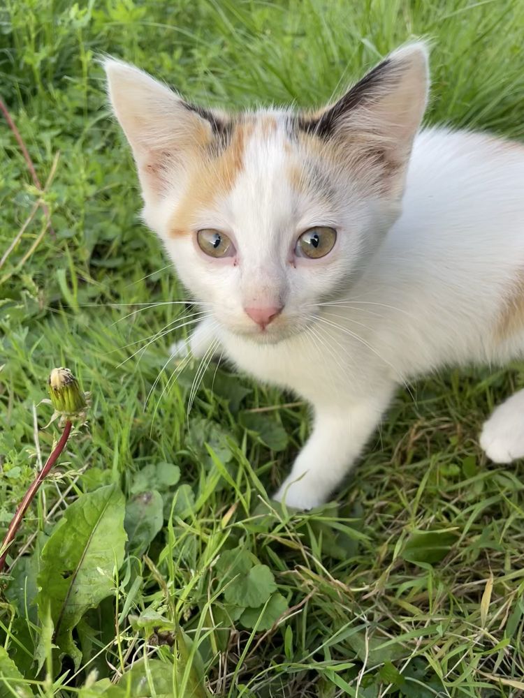 віддам котят у добрі руки