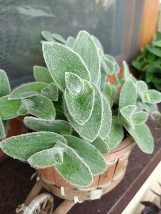 Trzykrotki duży zestaw 20 odmian kolorowe kwiaty doniczkowe